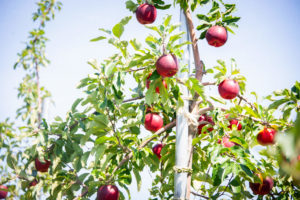 ニトリ観光農園りんご画像